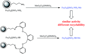 Graphical abstract: Mo(vi) complex supported on Fe3O4 nanoparticles: magnetically separable nanocatalysts for selective oxidation of sulfides to sulfoxides