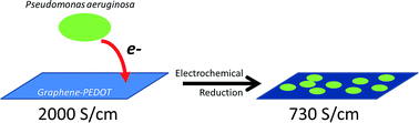 Graphical abstract: Observation of electron transfer between bacteria and high conductivity graphene–PEDOT composites