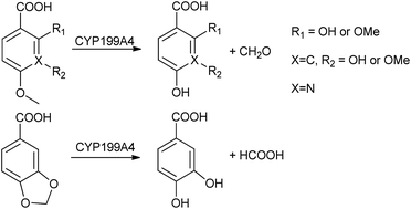 Graphical abstract: CYP199A4 catalyses the efficient demethylation and demethenylation of para-substituted benzoic acid derivatives