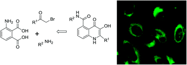 Graphical abstract: Preparation of 2-phenyl-3-hydroxyquinoline-4(1H)-one-5-carboxamides as potential anticancer and fluorescence agents