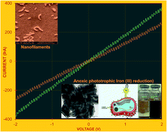 Graphical abstract: Electron transport through electrically conductive nanofilaments in Rhodopseudomonas palustris strain RP2