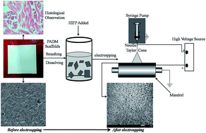 Graphical abstract: Preparation and evaluation of a novel pADM-derived micro- and nano electrospun collagen membrane