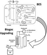 Graphical abstract: Deciphering the electron transfer mechanisms for biogas upgrading to biomethane within a mixed culture biocathode