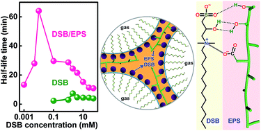 Graphical abstract: Enhancement of foamability and foam stability induced by interactions between a hyperbranched exopolysaccharide and a zwitterionic surfactant dodecyl sulfobetaine