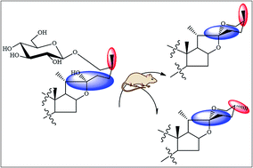 Graphical abstract: Stereoisomerism metabolites found in rats after oral administration of timosaponin B-II using HPLC-Q-TOF-MS and NMR methods