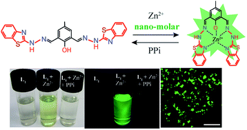 Graphical abstract: Nanomolar Zn(ii) sensing and subsequent PPi detection in physiological medium and live cells with a benzothiazole functionalized chemosensor