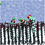 Graphical abstract: Tristearin bilayers: structure of the aqueous interface and stability in the presence of surfactants