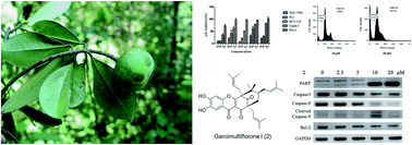 Graphical abstract: Prenylated benzoylphloroglucinols and biphenyl derivatives from the leaves of Garcinia multiflora Champ