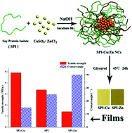 Graphical abstract: Endogenous Cu and Zn nanocluster-regulated soy protein isolate films: excellent hydrophobicity and flexibility