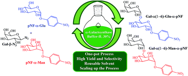 Graphical abstract: A novel, efficient and sustainable strategy for the synthesis of α-glycoconjugates by combination of a α-galactosynthase and a green solvent