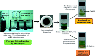 Graphical abstract: Process integration for microalgal lutein and biodiesel production with concomitant flue gas CO2 sequestration: a biorefinery model for healthcare, energy and environment