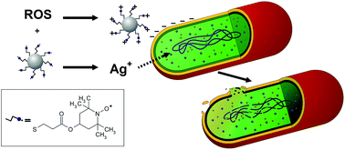 Graphical abstract: Nitroxide-coated silver nanoparticles: synthesis, surface physicochemistry and antibacterial activity