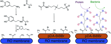 Graphical abstract: A versatile approach to grafting biofouling resistant coatings from polymeric membrane surfaces using an adhesive macroinitiator