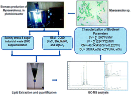 Graphical abstract: Green renewable energy production from Myxosarcina sp.: media optimization and assessment of biodiesel fuel properties