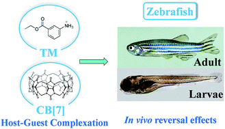 Graphical abstract: In vivo reversal of general anesthesia by cucurbit[7]uril with zebrafish models