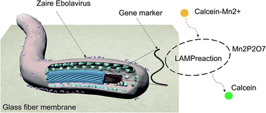 Graphical abstract: Rapid nucleic acid detection of Zaire ebolavirus on paper fluidics