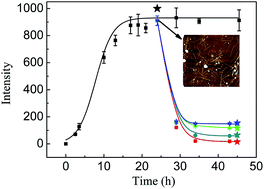 Graphical abstract: Structural characteristics of (−)-epigallocatechin-3-gallate inhibiting amyloid Aβ42 aggregation and remodeling amyloid fibers