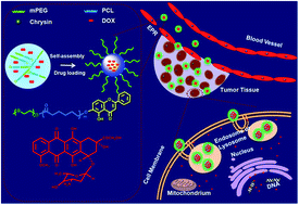 Graphical abstract: Chain length effect on drug delivery of chrysin modified mPEG–PCL micelles