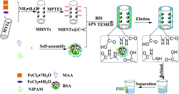 Graphical abstract: Fabrication and evaluation of protein imprinted polymer based on magnetic halloysite nanotubes