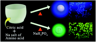 Graphical abstract: Amino acid functionalized blue and phosphorous-doped green fluorescent carbon dots as bioimaging probe