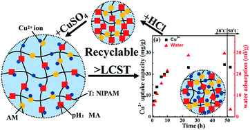 Graphical abstract: Temperature and pH-dependent swelling and copper(ii) adsorption of poly(N-isopropylacrylamide) copolymer hydrogel