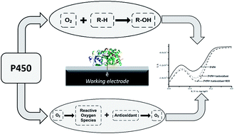 Graphical abstract: Electrocatalytic cycle of P450 cytochromes: the protective and stimulating roles of antioxidants