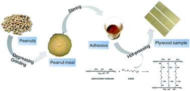 Graphical abstract: Investigating the use of peanut meal: a potential new resource for wood adhesives