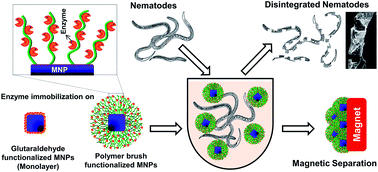Graphical abstract: Design of enzyme-immobilized polymer brush-grafted magnetic nanoparticles for efficient nematicidal activity