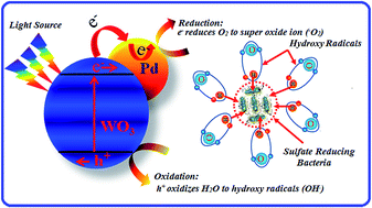 Graphical abstract: Photo-catalytic deactivation of sulfate reducing bacteria – a comparative study with different catalysts and the preeminence of Pd-loaded WO3 nanoparticles