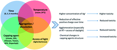 Graphical abstract: Impact of storage conditions and storage time on silver nanoparticles' physicochemical properties and implications for their biological effects