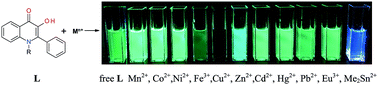 Graphical abstract: Acid–base and coordination properties of 2-phenyl-3-hydroxy-4-quinolones in aqueous media