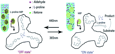 Graphical abstract: A photoswitchable organocatalyst based on a catalyst-imprinted polymer containing azobenzene