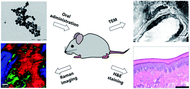 Graphical abstract: Comparative evaluation by scanning confocal Raman spectroscopy and transmission electron microscopy of therapeutic effects of noble metal nanoparticles in experimental acute inflammation