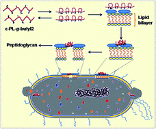 Graphical abstract: Antibacterial amphiphiles based on ε-polylysine: synthesis, mechanism of action, and cytotoxicity