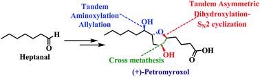 Graphical abstract: Total synthesis of (+)-petromyroxol via tandem α-aminoxylation–allylation and asymmetric dihydroxylation–SN2 cyclization approach