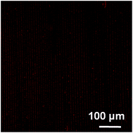 Graphical abstract: Large-scale highly ordered hierarchical structures of conjugated polymer via self-assembly from mixed solvents