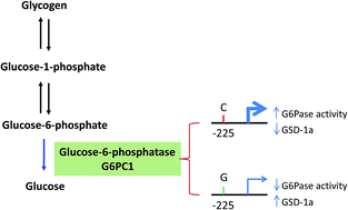 Graphical abstract: Glucose-6-phosphatase (G6PC1) promoter polymorphism associated with glycogen storage disease type 1a among the Indian population