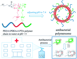 Graphical abstract: Preparation of polymersomes in pure water for facile antibacterial applications