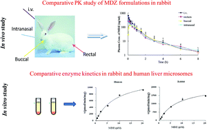 Graphical abstract: Comparative pharmacokinetics and bioavailability of intranasal and rectal midazolam formulations relative to buccal administration in rabbits