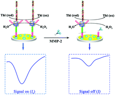 Graphical abstract: A ‘signal on-off’ electrochemical peptide biosensor for matrix metalloproteinase 2 based on target induced cleavage of a peptide