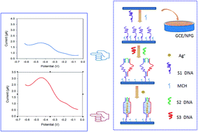 Graphical abstract: A novel biosensor for silver(i) ion detection based on nanoporous gold and duplex-like DNA scaffolds with anionic intercalator