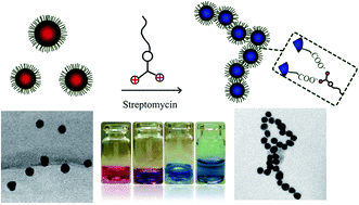 Graphical abstract: Constructing one dimensional assembly of poly methylacrylic acid capping gold nanoparticles for selective and colorimetric detection of aminoglycoside antibiotics