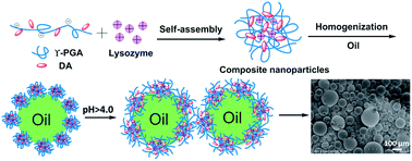 Graphical abstract: Pickering emulsions stabilized by composite nanoparticles prepared from lysozyme and dopamine modified poly (γ-glutamic acid): effects of pH value on the stability of the emulsion and the activity of lysozyme