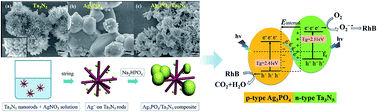 Graphical abstract: In situ template-free synthesis of a novel 3D p–n heteroarchitecture Ag3PO4/Ta3N5 photocatalyst with high activity and stability under visible radiation
