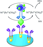 Graphical abstract: An amperometric immunosensor for detection of Streptococcus suis serotype 2 using a nickel–gold nanocomposite as a tracer matrix