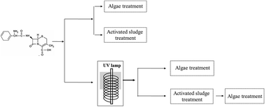 Graphical abstract: Understanding the algal contribution in combined UV-algae treatment to remove antibiotic cefradine
