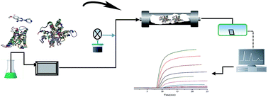 Graphical abstract: Binding mechanism of nine N-phenylpiperazine derivatives and α1A-adrenoceptor using site-directed molecular docking and high performance affinity chromatography