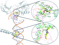 Graphical abstract: Probing the binding mechanism of novel dual NF-κB/AP-1 inhibitors by 3D-QSAR, docking and molecular dynamics simulations