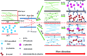 Graphical abstract: New understanding of the hierarchical distribution of isotactic polypropylene blends formed by microinjection-molded poly(ethylene terephthalate) and β-nucleating agent