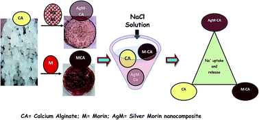 Graphical abstract: On the design of Ag–morin nanocomposite to modify calcium alginate gel: framing out a novel sodium ion trap